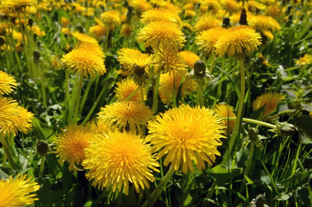 How to use dandelion root for bloating Happy Healthy Lady