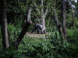 photo of silver-back gorilla beside tree