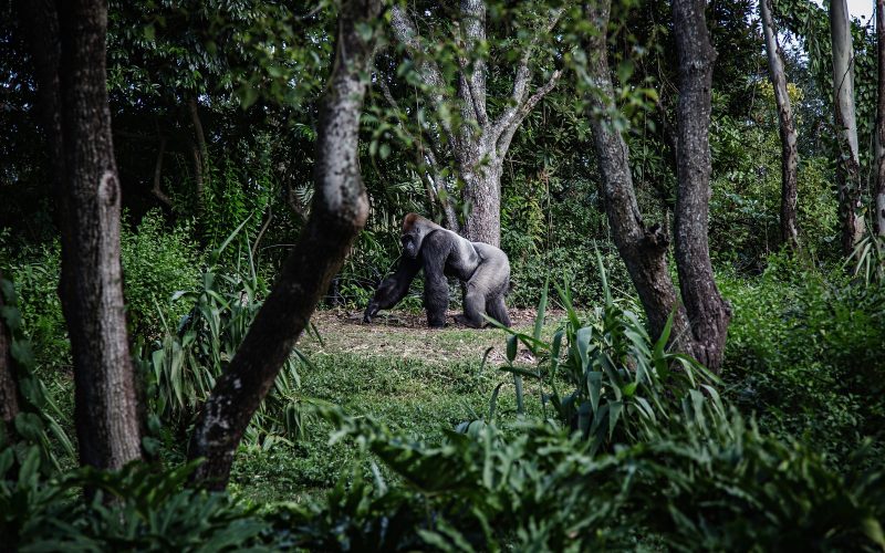 photo of silver-back gorilla beside tree